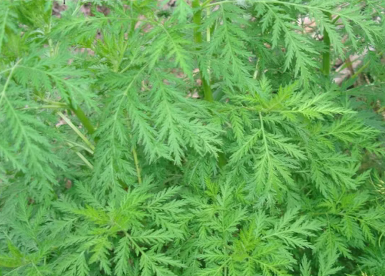 Artemisia annua pflanze