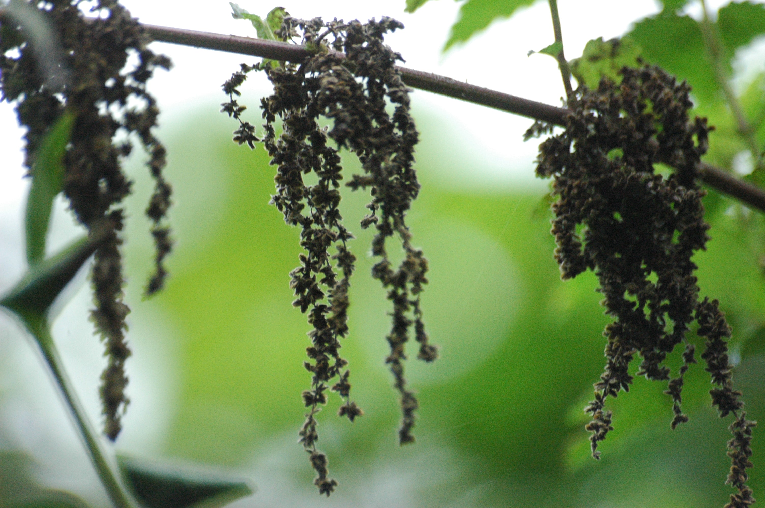 Braune, hängende Fruchtstände der Grossen Brennnessel an einem Stängel