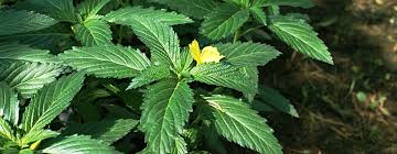 Damiana Kraut (Turnera diffusa) Detailansicht