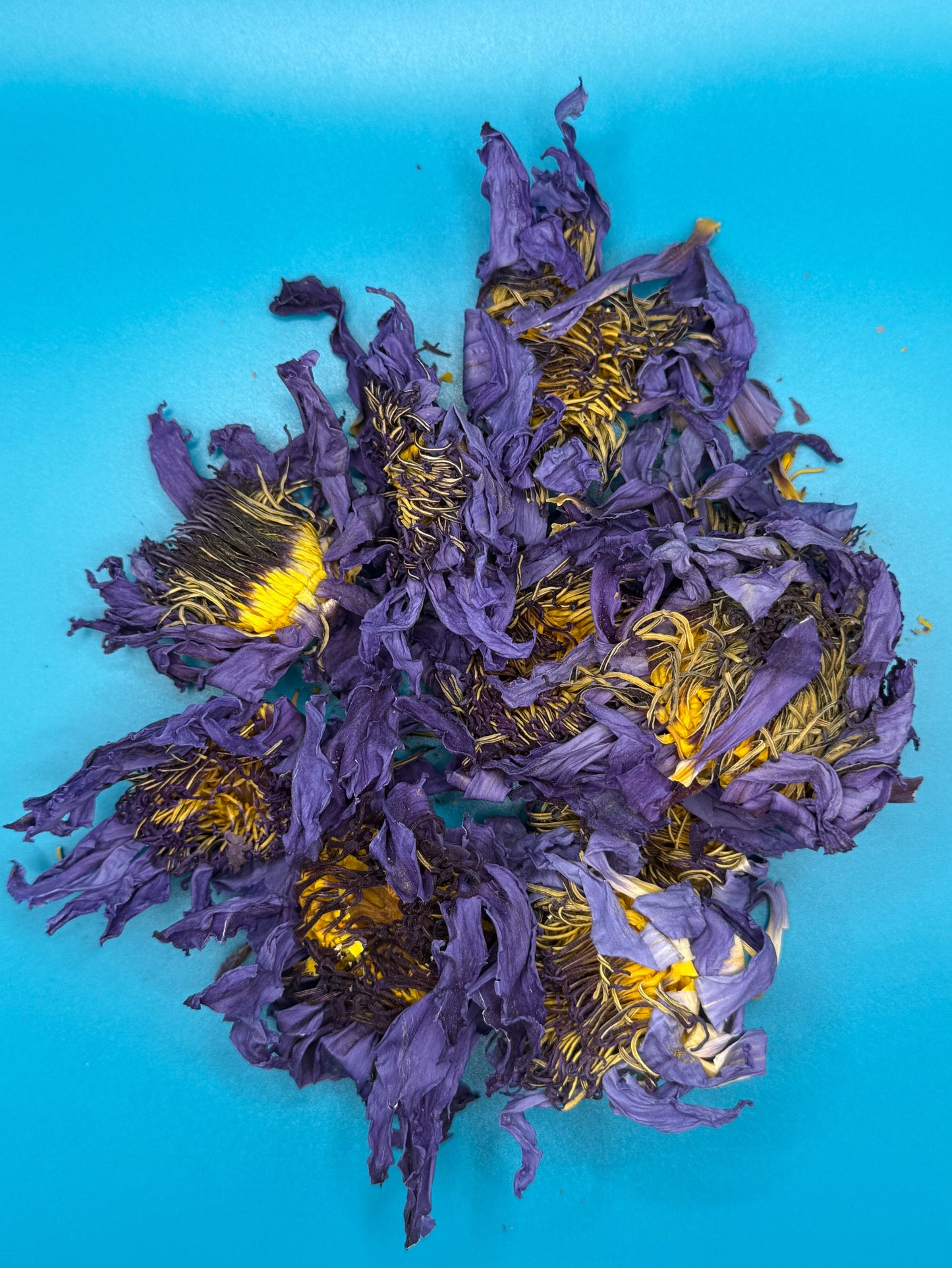 Blauer Lotus ganze Blüten getrocknet