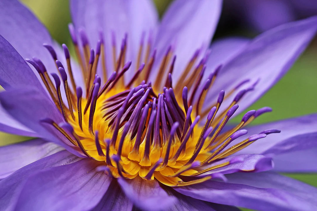 Blauer Lotus (Nymphaea caerulea)