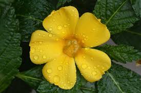 Damiana (Turnera diffusa)  – Die traditionelle Heilpflanze für Liebe und Wohlbefinden