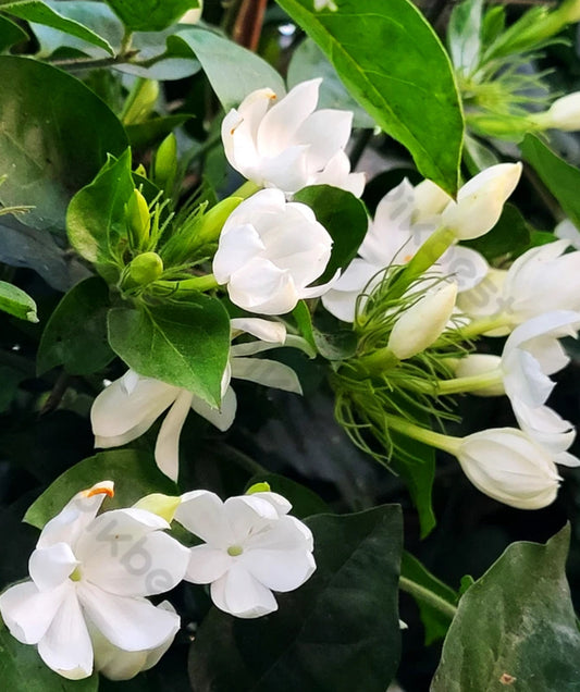 Die zauberhafte Jasminblüte.