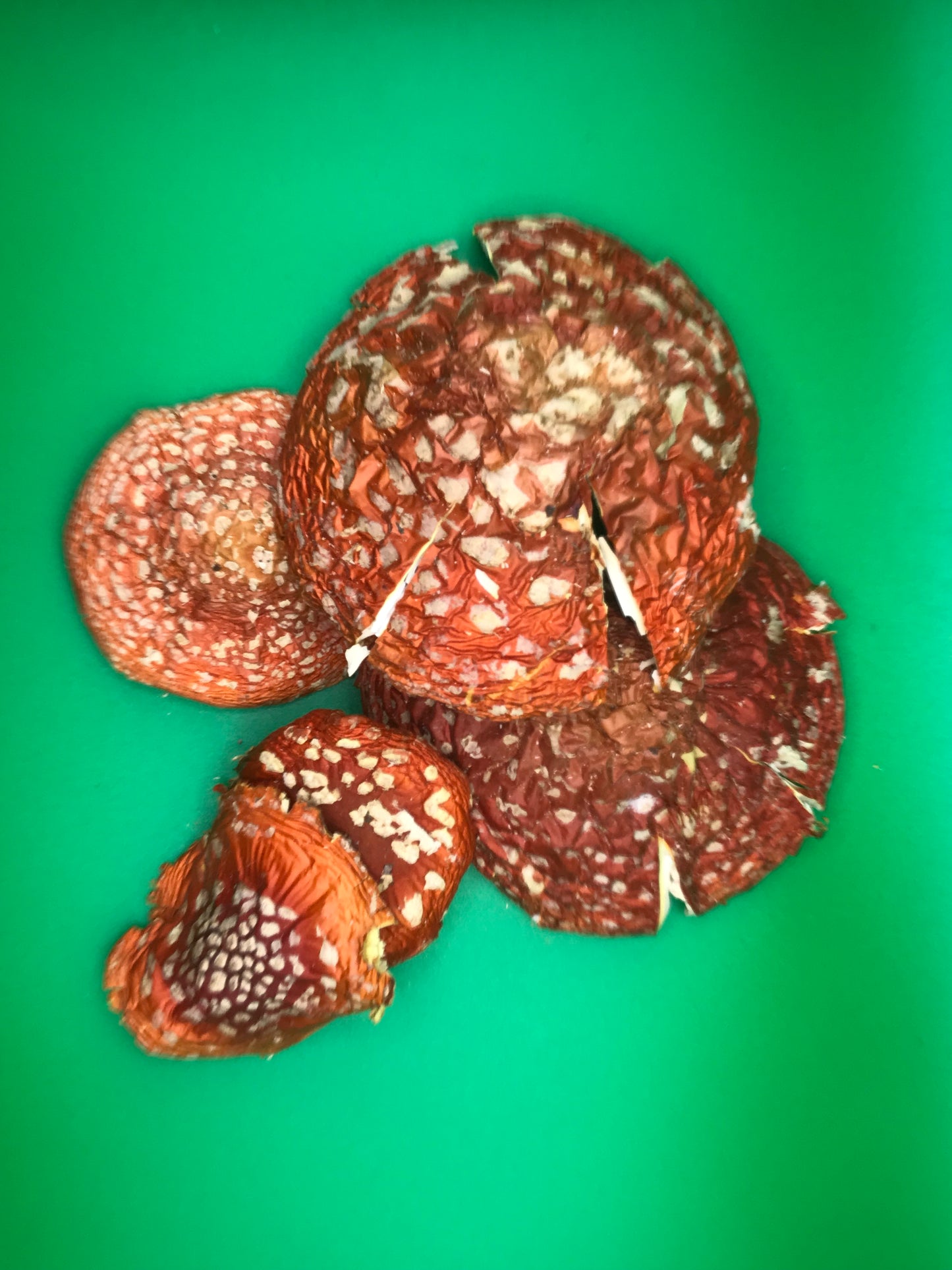 Fliegenpilz Pulver (Amanita Muscaria) – Qualität aus der Schweiz