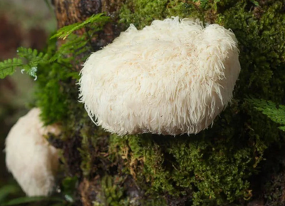 Lion's-Mane-Pilz an einem Baumstamm