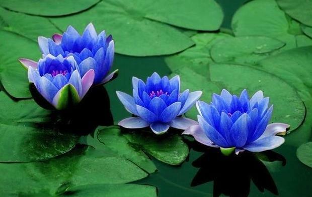 Blauer Lotus (Nymphaea caerulea)