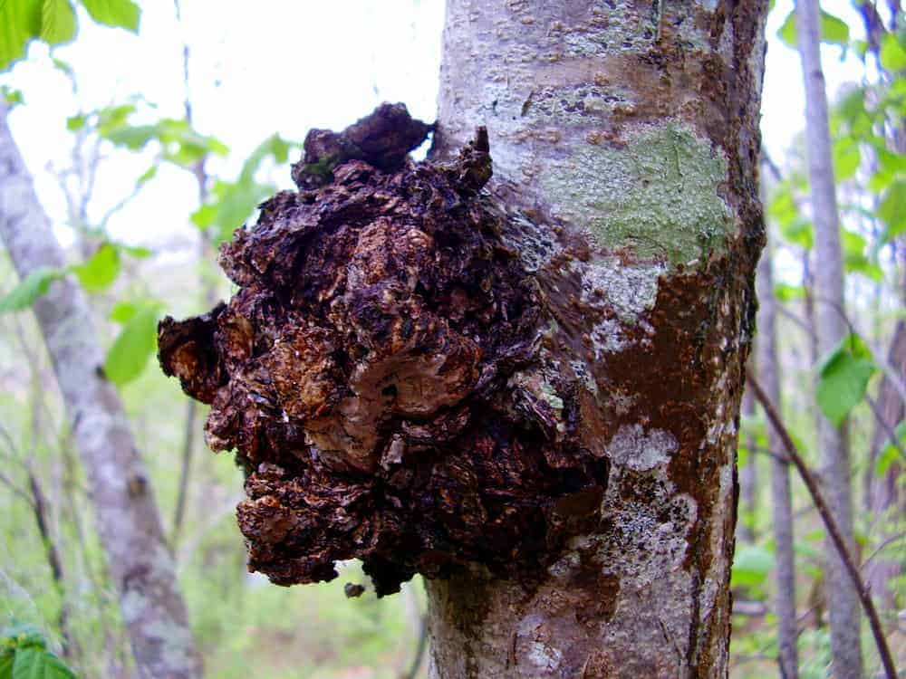 Chaga-Brocken