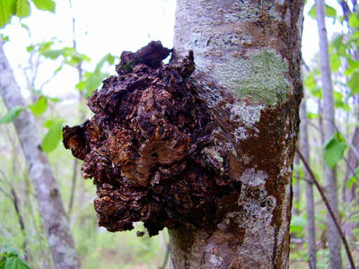 Chaga-Brocken für Tee und Aufguss - Agrow Suisse