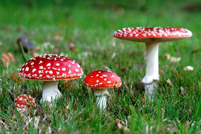 Fly agaric (Amanita muscaria)