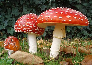 Fliegenpilz Pulver (Amanita Muscaria) – Qualität aus der Schweiz