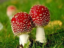 Fliegenpilz (Amanita Muscaria) – Qualität aus der Schweiz