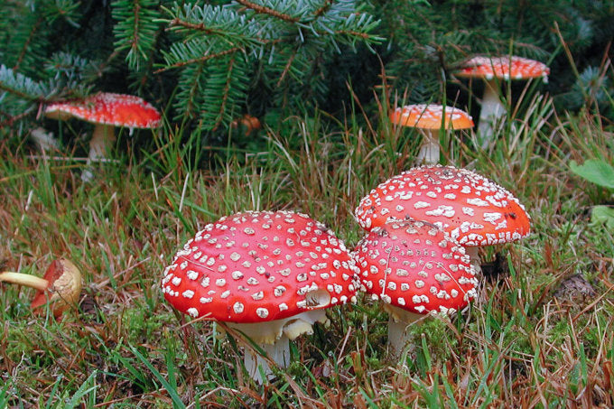 Fliegenpilz (Amanita Muscaria) – Qualität aus der Schweiz