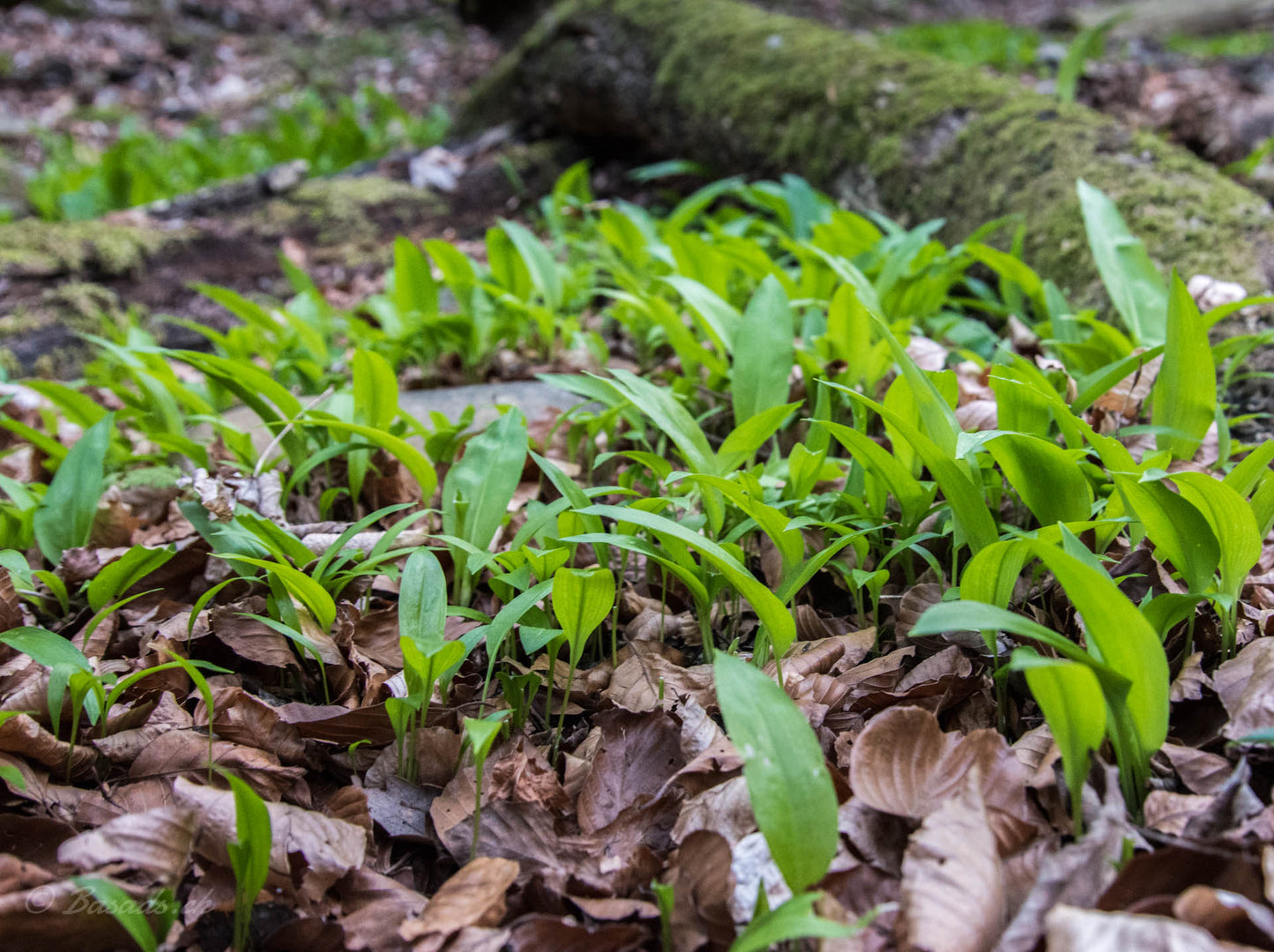 Swiss wild garlic salt