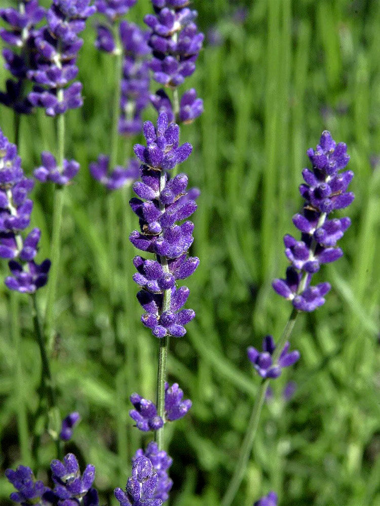 Lavendel-Honig 2024