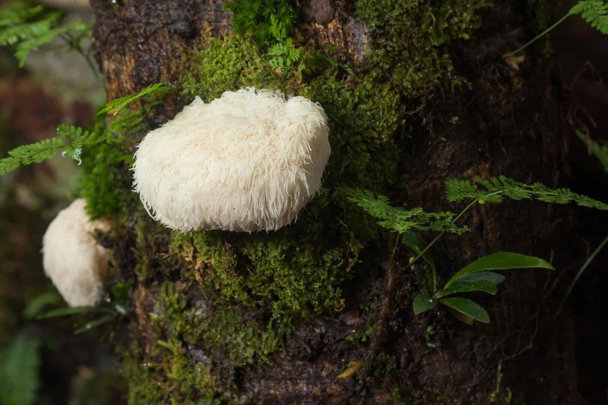 Dried Lions Mane (Hericium erinaceus).