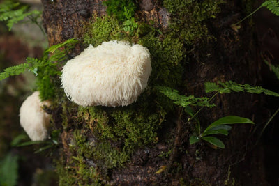 Lions Mane (Hericium erinaceus) getrocknet, 500g