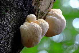 Dried Lions Mane (Hericium erinaceus).