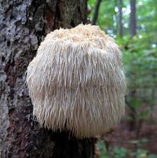 Dried Lions Mane (Hericium erinaceus).