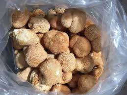 Dried Lions Mane (Hericium erinaceus).