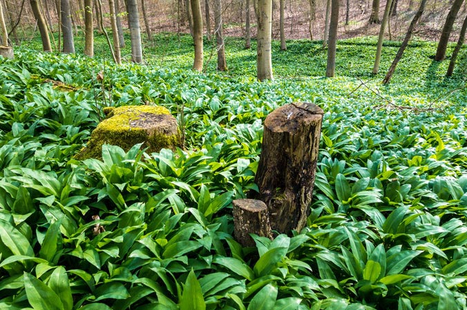 Swiss wild garlic salt