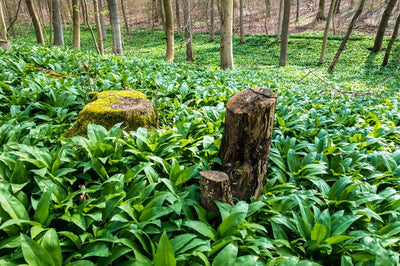 Schweizer Bärlauch-Salz – Inhalt