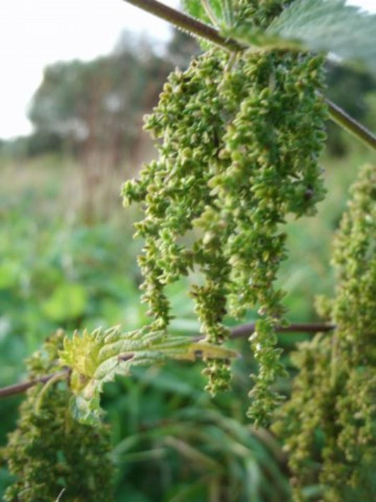 Nettle Salt - Seeds &amp; Salt