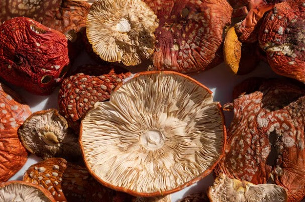 Fliegenpilz (Amanita Muscaria) – Qualität aus der Schweiz