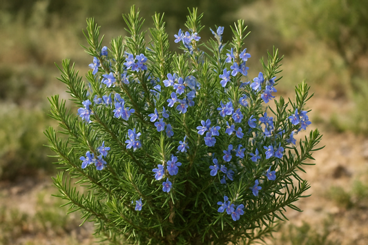 natürlicher rosmarienstrauch mit blüten